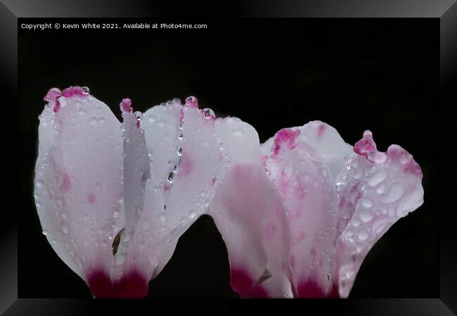 Cyclamen buds after the rain Framed Print by Kevin White