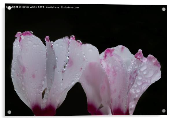 Cyclamen buds after the rain Acrylic by Kevin White