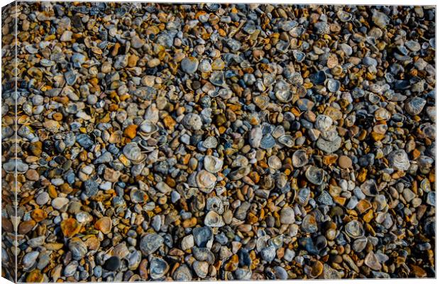 Seashells Canvas Print by Stuart C Clarke