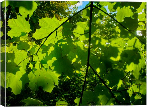 Sunlit Maple Leaves Canvas Print by Stephanie Moore
