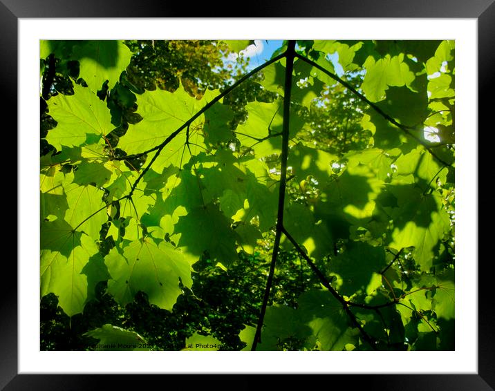 Sunlit Maple Leaves Framed Mounted Print by Stephanie Moore