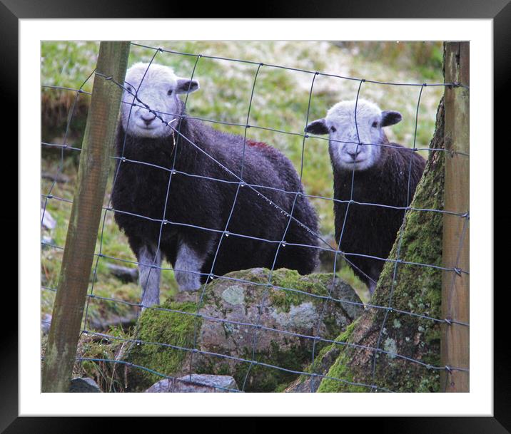 Sheep Framed Mounted Print by Amy Rogers