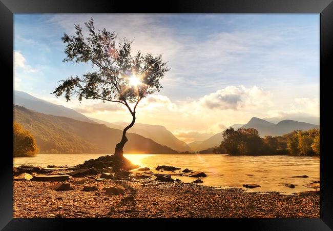 Sunrise over the lone tree  Framed Print by Rudi Darlington