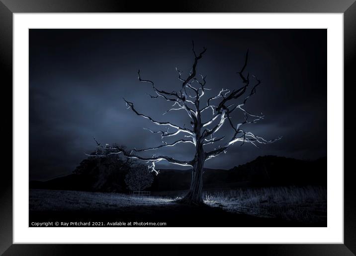 Dead Tree Framed Mounted Print by Ray Pritchard