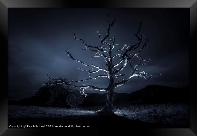 Dead Tree Framed Print by Ray Pritchard