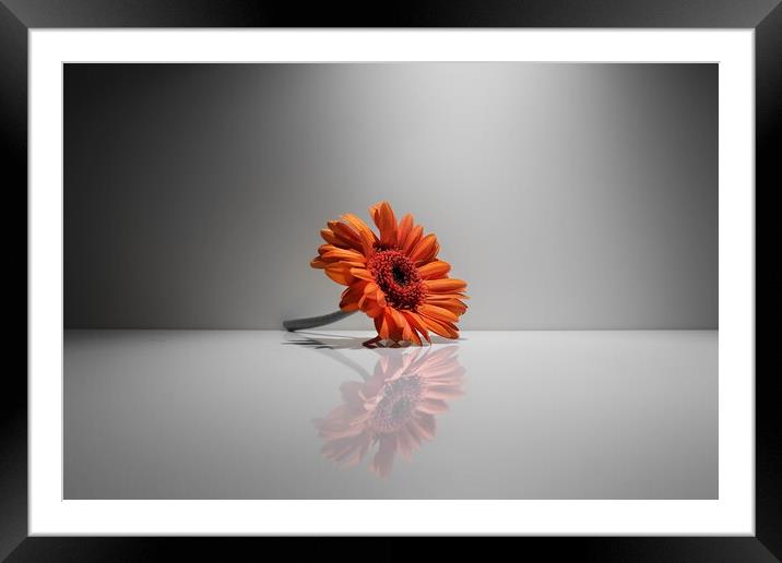 The Flower  Framed Mounted Print by Rudi Darlington