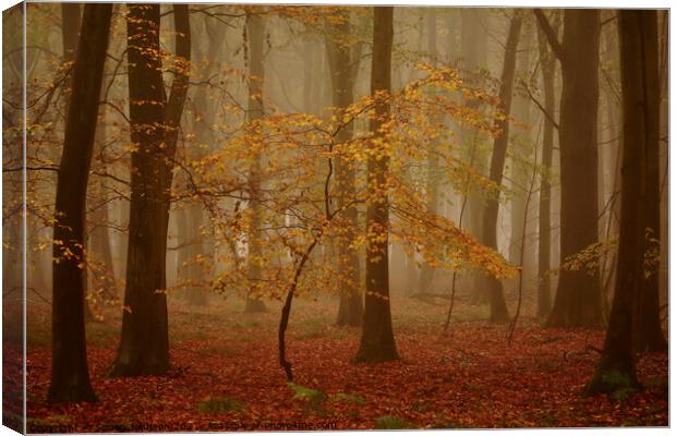 Beech wood Canvas Print by Simon Johnson