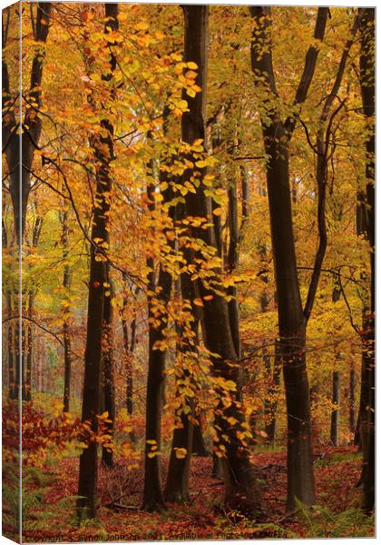 Autumn Woodland  colours  Canvas Print by Simon Johnson