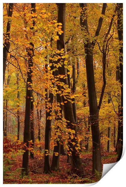 Autumn Woodland  colours  Print by Simon Johnson