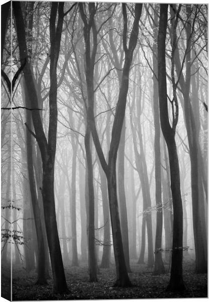 The Y trees Canvas Print by Simon Johnson