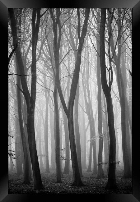 The Y trees Framed Print by Simon Johnson