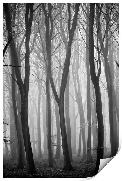 The Y trees Print by Simon Johnson