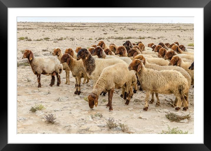 Flock of sheep grazing in the desert Framed Mounted Print by Lucas D'Souza