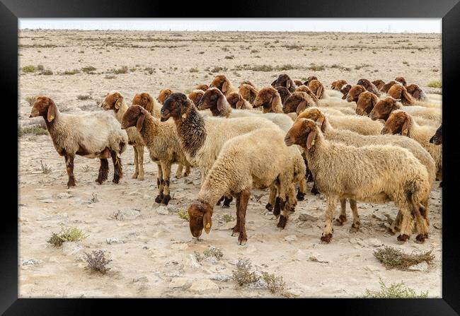 Flock of sheep grazing in the desert Framed Print by Lucas D'Souza