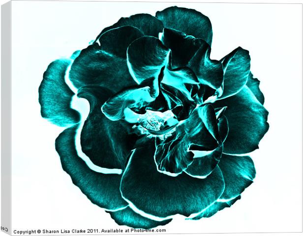 teal rose Canvas Print by Sharon Lisa Clarke