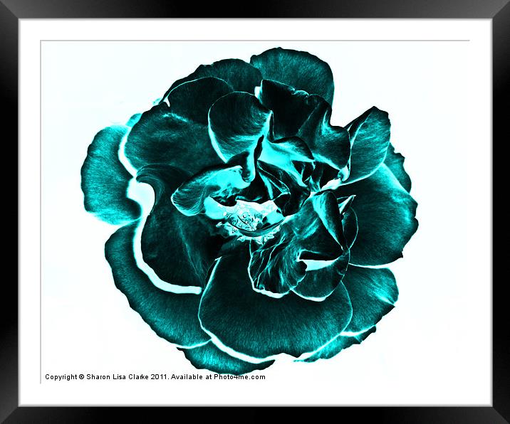 teal rose Framed Mounted Print by Sharon Lisa Clarke