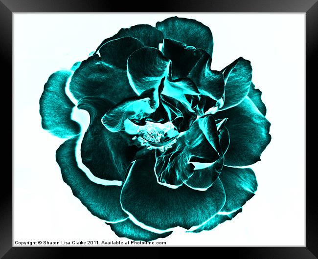 teal rose Framed Print by Sharon Lisa Clarke
