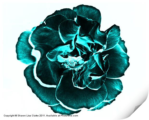 teal rose Print by Sharon Lisa Clarke