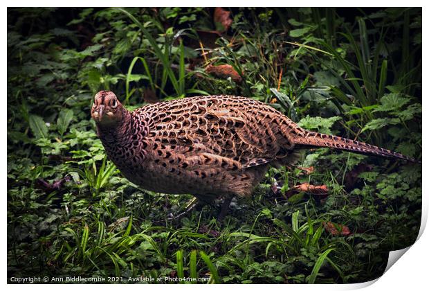 Pheasant Hen in grass Print by Ann Biddlecombe