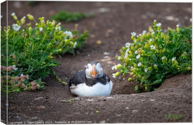 Puffin on the ground on Inner Farne Island in the Farne Islands, Northumberland, England Canvas Print by Dave Collins