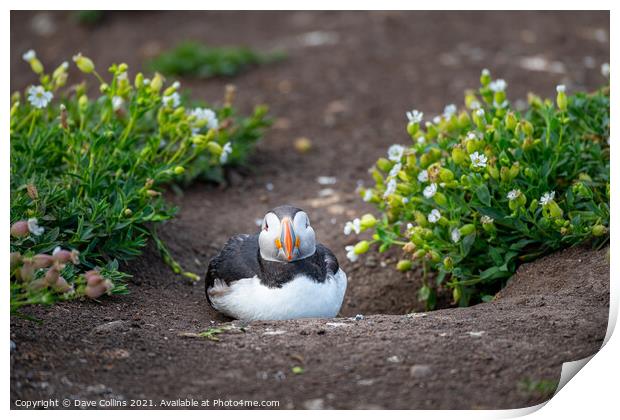 Puffin on the ground on Inner Farne Island in the Farne Islands, Northumberland, England Print by Dave Collins