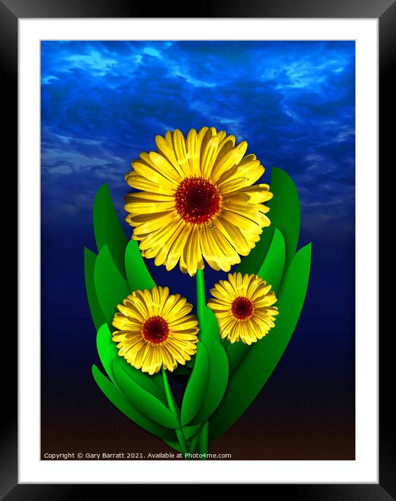 Three Yellow Flowers. Framed Mounted Print by Gary Barratt