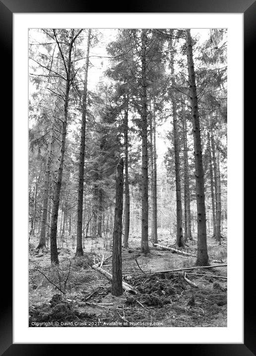 Tree Line Framed Mounted Print by David Cross