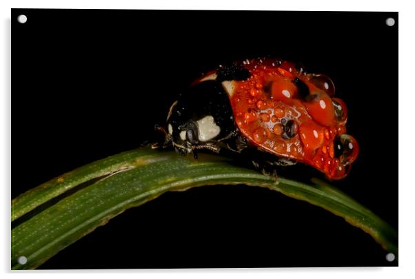 Dewed Ladybug Acrylic by Kelly Bailey