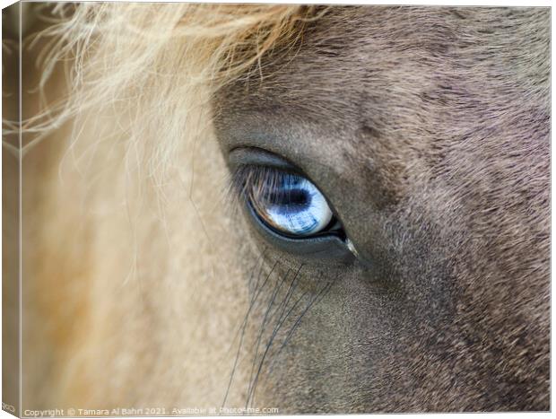 Eye of a Dartmoor Pony Canvas Print by Tamara Al Bahri