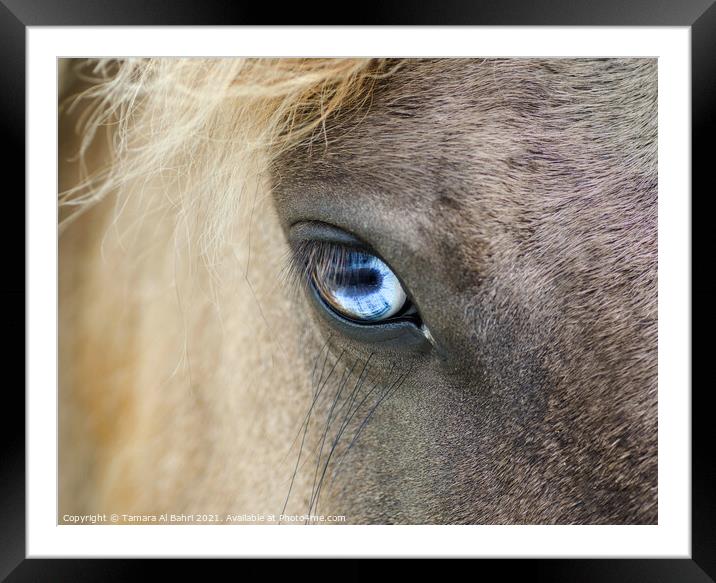 Eye of a Dartmoor Pony Framed Mounted Print by Tamara Al Bahri