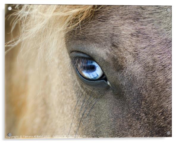 Eye of a Dartmoor Pony Acrylic by Tamara Al Bahri