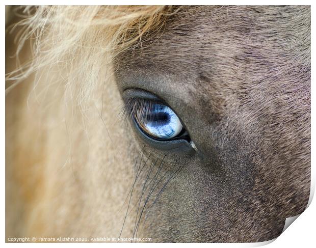 Eye of a Dartmoor Pony Print by Tamara Al Bahri