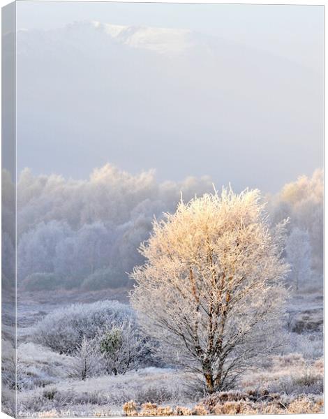 Frosted Tree Canvas Print by Jon Pear