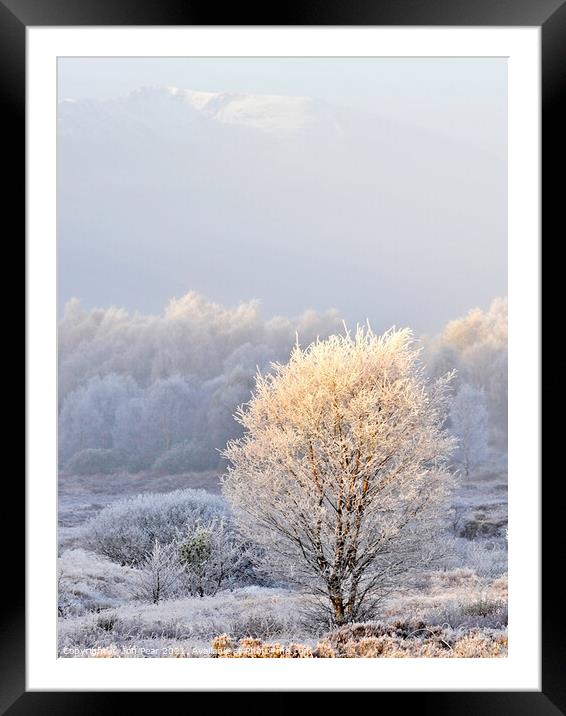 Frosted Tree Framed Mounted Print by Jon Pear