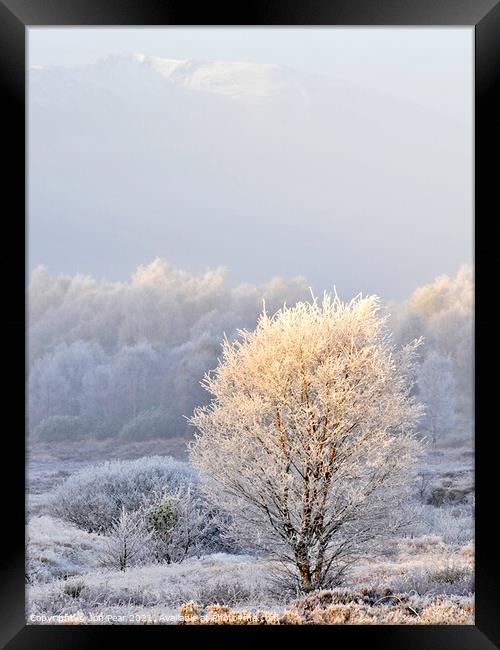 Frosted Tree Framed Print by Jon Pear
