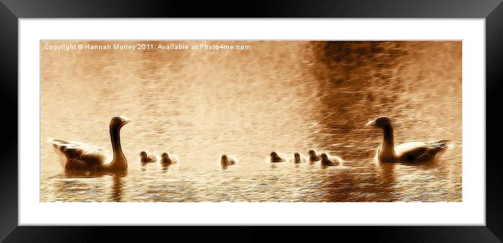 Goose Family at Sunset Framed Mounted Print by Hannah Morley