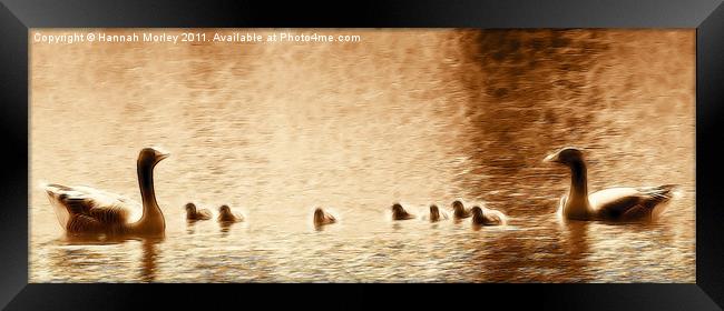 Goose Family at Sunset Framed Print by Hannah Morley