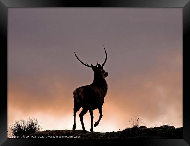 Red Stag at Sunset Framed Print by Jon Pear
