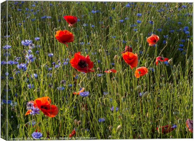 Poppies and cornflowers Canvas Print by Stephen Munn