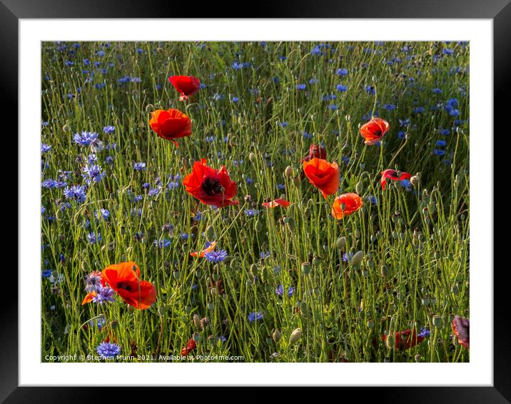 Poppies and cornflowers Framed Mounted Print by Stephen Munn