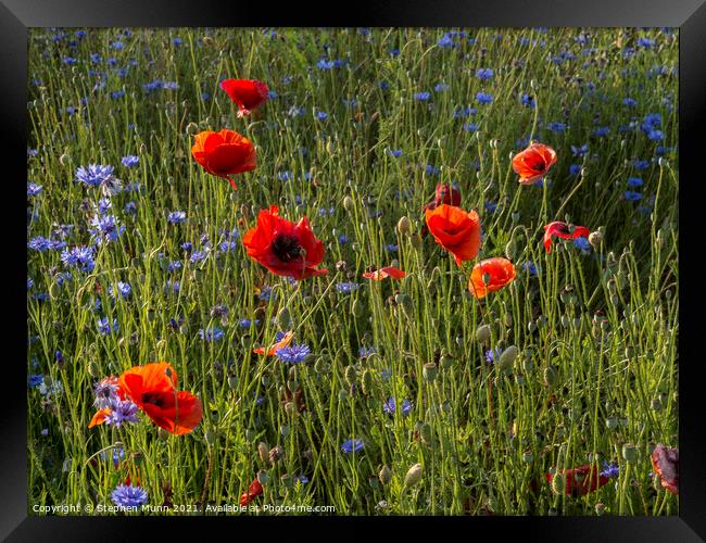 Poppies and cornflowers Framed Print by Stephen Munn