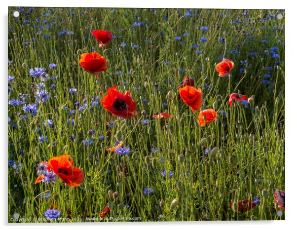 Poppies and cornflowers Acrylic by Stephen Munn