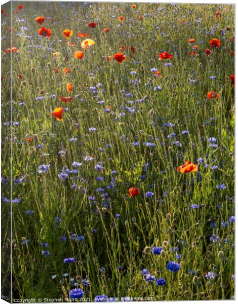 Sun tinted poppies and blue cornflowers Canvas Print by Stephen Munn