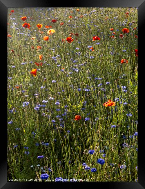 Sun tinted poppies and blue cornflowers Framed Print by Stephen Munn