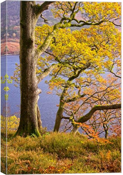 Autumn Trees at Ullswater Canvas Print by Martyn Arnold