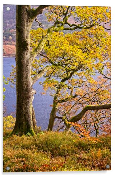 Autumn Trees at Ullswater Acrylic by Martyn Arnold