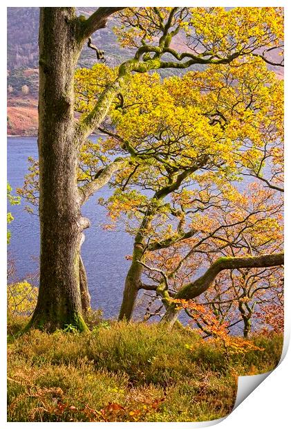 Autumn Trees at Ullswater Print by Martyn Arnold