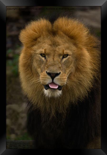 Majestic Lion Sticking Out His Tongue Framed Print by rawshutterbug 