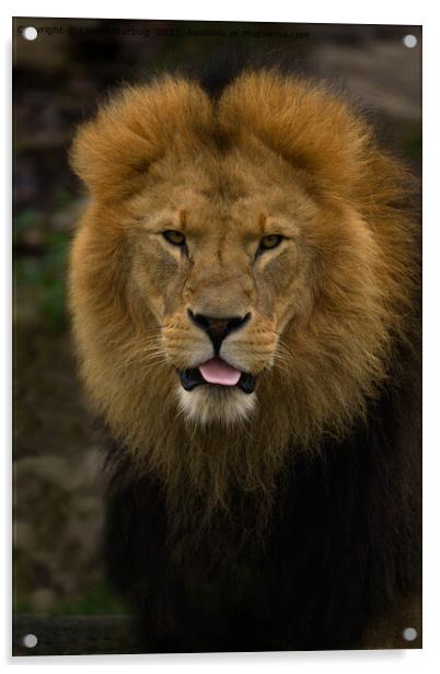 Majestic Lion Sticking Out His Tongue Acrylic by rawshutterbug 