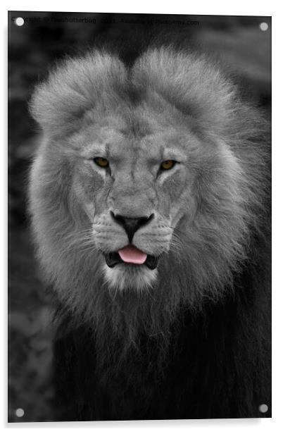 Majestic Lion Sticking Out His Tongue  Acrylic by rawshutterbug 